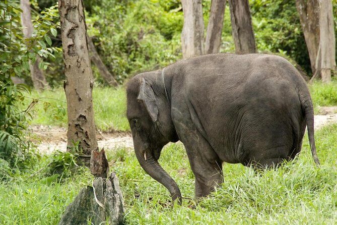 Batu Caves & Kuala Gandah Elephant Sanctuary Full-Day Tour - Key Highlights Worth Your Time