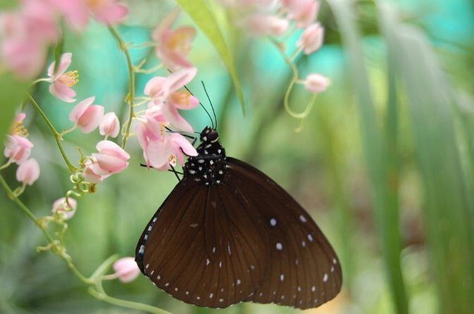 Bird Park & Butterfly Farm Nature Tour From Kuala Lumpur - Key points to know before you go