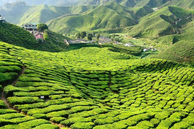 Cameron Highlands Day Trip - Key things to know before you go