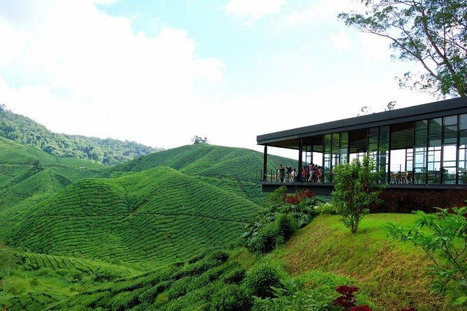 Cameron Highlands Full-Day Nature Tour - Getting from Kuala Lumpur: comfort and realism on an 8–9 hour day