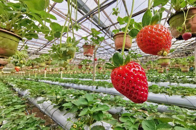 Cameron Highlands Full-Day Nature Tour - Stop 3: Big Red Strawberry Farm—what you can do besides photos