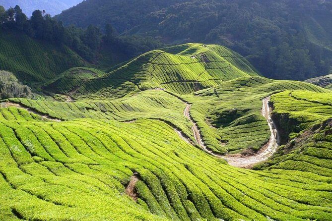 Cameron Highlands Tour from Kuala Lumpur - Tringkap Bee Farm: honey education plus shopping
