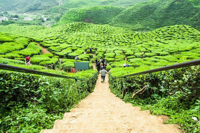 Cameron Highlands Tour on Private Basis - Lunch and Strawberry Fruit: Included, But Manage Expectations