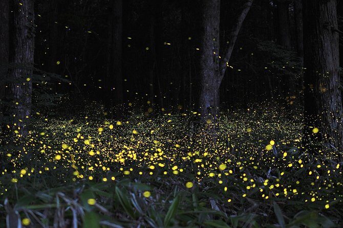 Fireflies Cruise with Batu Cave Visit and Seafood Dinner - Price and Logistics: Why $90 Can Feel Fair for a Private Day