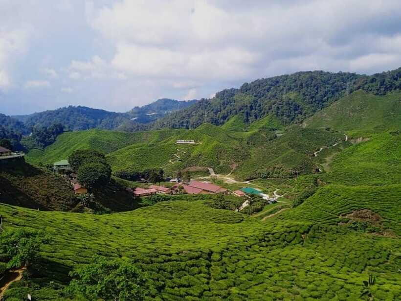 From Kuala Lumpur: Cameron Highlands Private or Join In Tour - Kea Farm: Local Produce and Market Time Without the Extra Fuss