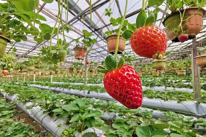 Full-day Cameron Highlands Day Trip from Kuala Lumpur - Big Red Strawberry Farm: the farm stop that feels most hands-on