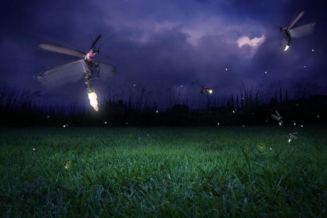 Glowing Kuala Selangor Firefly Tour - Key Points That Make This Tour Worth Your Time