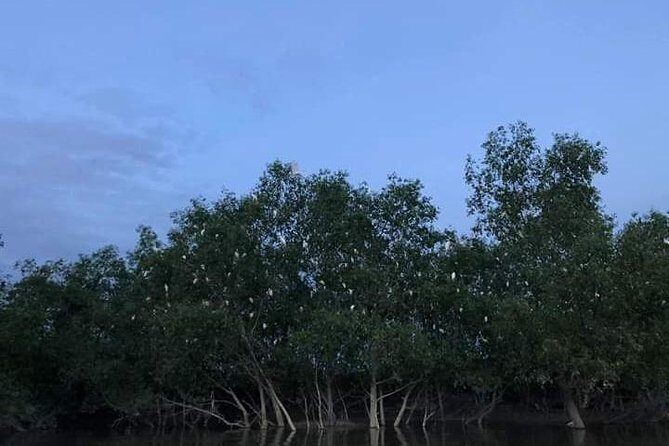Glowing Kuala Selangor Firefly Tour - Dinner Stops, Optional Blue Bioluminescence, and What to Budget For