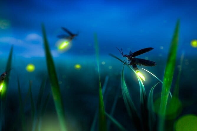 Group Tour: Kuala Selangor Firefly Blinking's including Dinner - How the Tour Runs About 6 Hours (and Why Timing Matters)