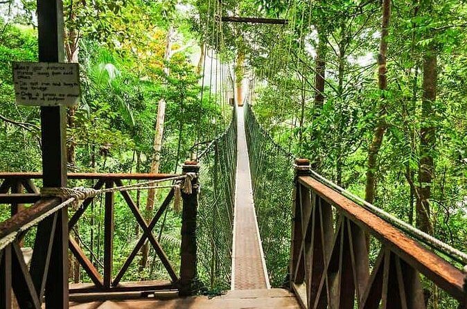 Jungle Odyssey: Unleash Your Adventure in Taman Negara! - Price and Value Check: Is $169.66 Fair for This Jungle Day?