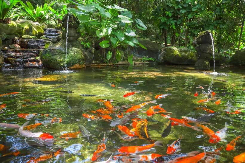 Kuala Lumpur: Bird Park Day Ticket & 1-Way Transfer - Getting to Lake Gardens: the easy 1-way transfer (and its limits)