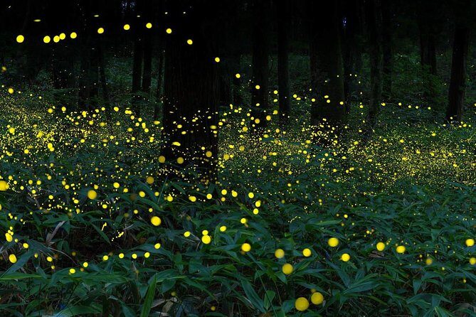 Nature Escape: Fireflies, Waterfalls, Hot Springs with Batu Caves - Price and Value: What You’re Really Paying For