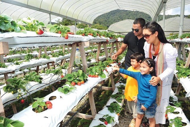 Private Nature Trip to Cameron Highlands from Kuala Lumpur - Cooling Up: What This Cameron Highlands Day Trip Really Delivers