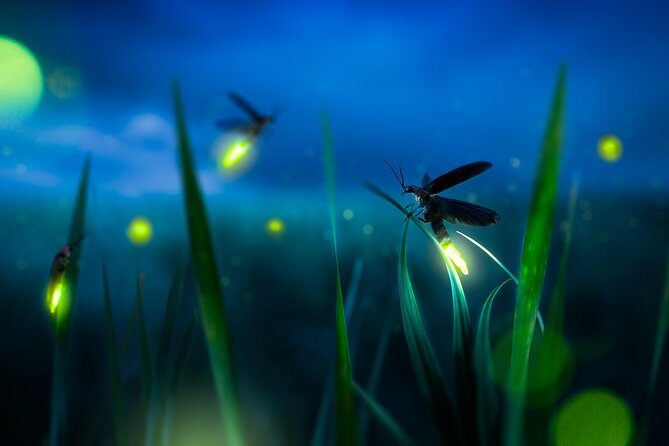 Private Tour: Kuala Selangor Firefly Blinkings including Seafood Dinner - Bukit Melawati: Fort Altingsburg, lighthouse views, and silvered leaf monkeys