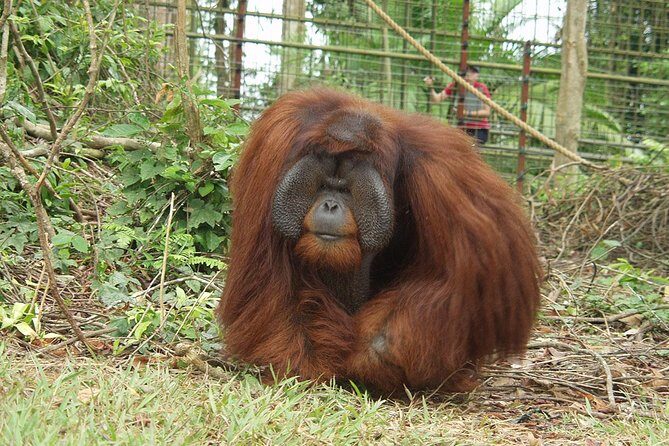 Wildlife & Wonders: Orang Utan Island + Perak Cave Temple Tour - Sam Poh Tong Cave Temple (Perak Tong): A Short Stop With a Big Interior Moment